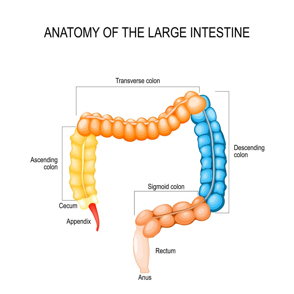 colon-large-intestine-anatomy